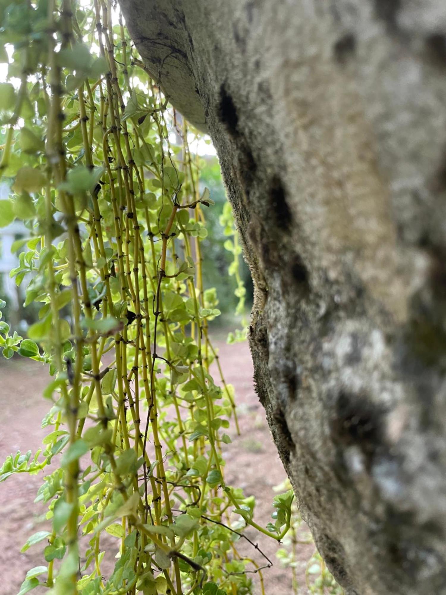 Eco Garden Hiriketiya Hotel Dikwella Eksteriør billede